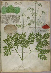 Illustration botanique de plantes, vers 1440 (encre et couleur sur vélin) - Italian School