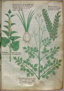 Illustration botanique de plantes, vers 1440 (encre et couleur sur vélin) - Italian School