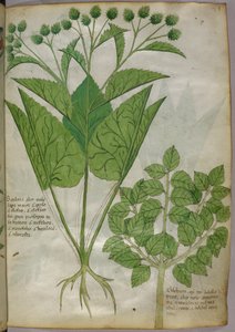 Illustration botanique de plantes, vers 1440 (encre et couleur sur vélin) - Italian School
