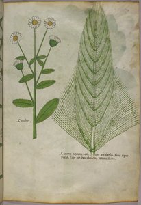 Illustration botanique de plantes, vers 1440 (encre et couleur sur vélin) - Italian School