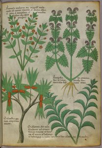 Illustration botanique de plantes, vers 1440 (encre et couleur sur vélin)