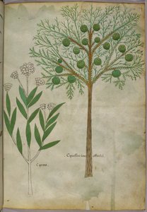 Illustration botanique de plantes, vers 1440 (encre et couleur sur vélin) - Italian School