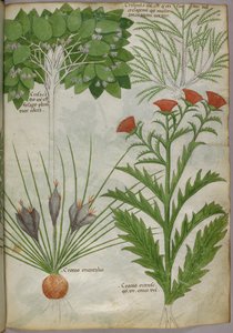 Illustration botanique de plantes, vers 1440 (encre et couleur sur vélin)