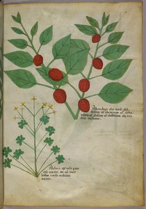 Illustration botanique de plantes, vers 1440 (encre et couleur sur vélin) - Italian School