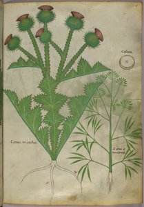 Illustration botanique de plantes, vers 1440 (encre et couleur sur vélin) - Italian School
