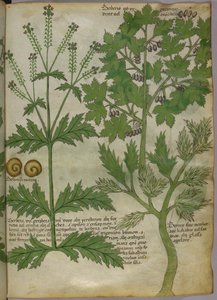Illustration botanique de plantes, vers 1440 (encre et couleur sur vélin) - Italian School