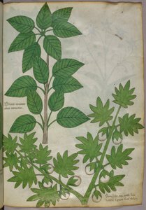 Illustration botanique de plantes, vers 1440 (encre et couleur sur vélin)