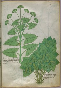 Illustration botanique de plantes, vers 1440 (encre et couleur sur vélin)