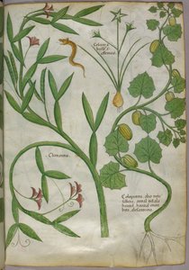 Illustration botanique de plantes, dont une clématite, et d