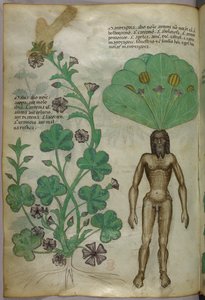 Illustration botanique de plantes, dont une plante de mandragore dont la racine est un corps masculin nu, vers 1440 (encre et couleur sur vélin)