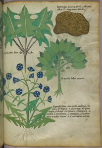 Illustration botanique de plantes, dont une éponge, vers 1440 (encre et couleur sur vélin)