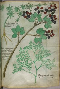 Illustrations botaniques de garance [rubea] ; mûre [rubus] ; rue [ruta], vers 1440 (encre et couleur sur vélin) - Italian School