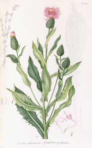 Cardus cichoraceus et Gnaphalium penduculare, 1811-1838 - Italian School