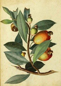 Anacardier par Ulisse Aldrovandi - Italian School