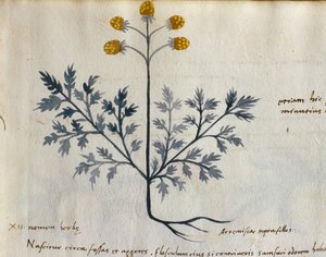Cod. CCXXXVII Artemisia, plante médicinale d