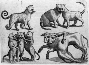 Différents types de monstres : chats et vaches avec plusieurs corps. Gravure de « De monstrorum natura, causis et differentiis » par Fortunio Liceti, scientifique italien. 1646 - Italian School