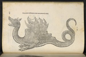Dragon éthiopien 