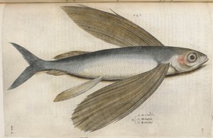 Poisson volant, illustration de 