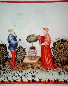 Fol.39v Récolte du Basilicum Curatum, illustration de 