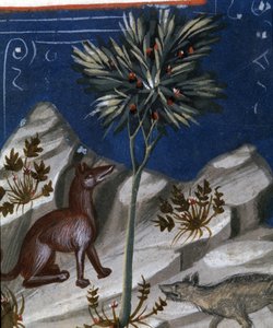 Renard et un loup, illustration du "Codex Justianus", 1350
