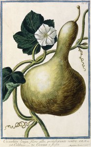 Gourde, 1772-1784 - Italian School