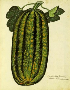 Courge Oblongue Verte par Ulisse Aldrovandi (1522 – 1605) planche publiée dans Piante Fiori Frutti - Italian School