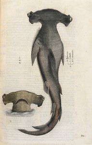 Requin marteau, illustration de 