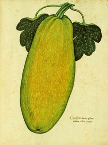 Courge ancienne par Ulisse Aldrovandi - Italian School