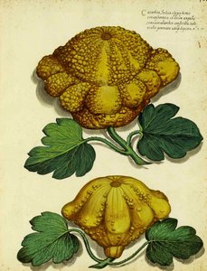 Courge patrimoniale par Ulisse Aldrovandi - Italian School