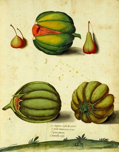 Courge Héritage par Ulisse Aldrovandi