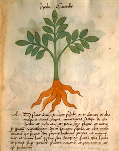 Herba Cancealis - Italian School