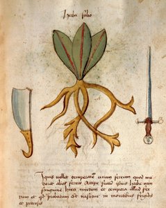 Herba Folio
