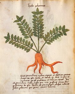 Herba Poleximos - Italian School