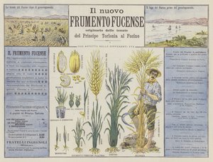 Il nuovo Frumento Fucense - Italian School
