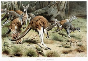 Dans La vie des animaux - Italian School