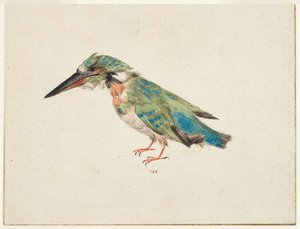 Martin-pêcheur, vers 1650-99 - Italian School