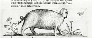 La manticore - dans «De monstrorum natura causis libri duo» de Fortunio Liceti - Italian School