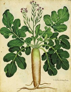 Radis blanc long par Ulisse Aldrovandi - Italian School