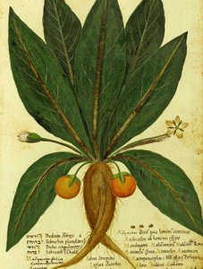 Mandragore par Ulisse Aldrovandi - Italian School