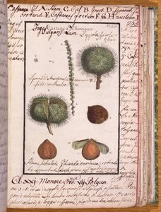Ms 115 Châtaignier, de Dizionario di Botanica - Italian School