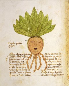 Ms 1591 Fol.18v. Herba Capud Johannis Mazor