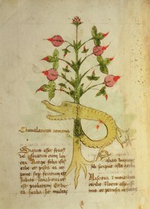 Herba Chavalaritas Romana, fin du XVe siècle