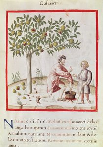 Récolte et cuisson des châtaignes, du 