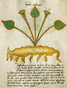 Ms 320 M Fol.29v Herba Nastrusio, du 
