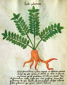Herba Poleximas, du 