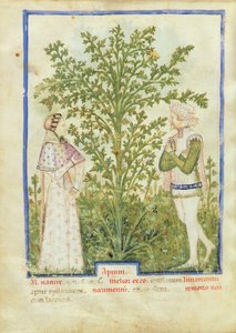 Céleri, du Tacuinum Sanitatis, c.1390-1400 - Italian School
