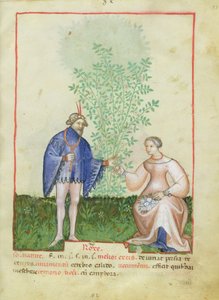 Roses, du Tacuinum Sanitatis, c.1390-1400 - Italian School