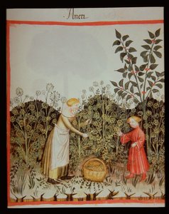 Nova 2644 f.32r Récolte de l