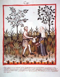 Nova 2644 fol.25v Récolte des oignons, du Tacuinum Sanitatis Codex Vindobonensis - Italian School