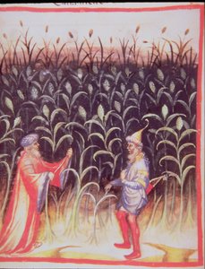 La culture de la canne à sucre, de Tacuinum Sanitatis - Italian School